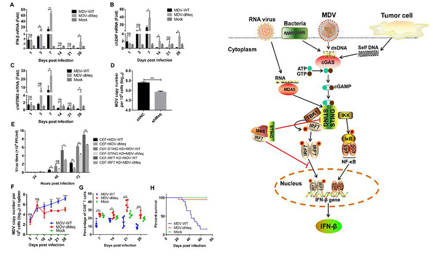 哈兽研在鸡马立克氏病病毒免疫逃逸机制研究中取得重要进展